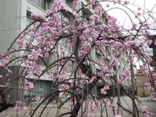 西京高等学校