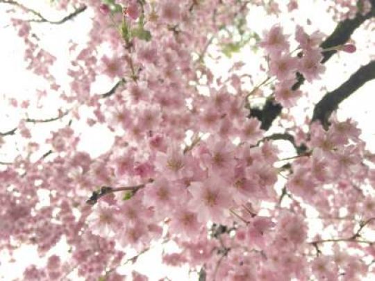 紫野高等学校