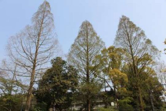 日吉ケ丘高等学校