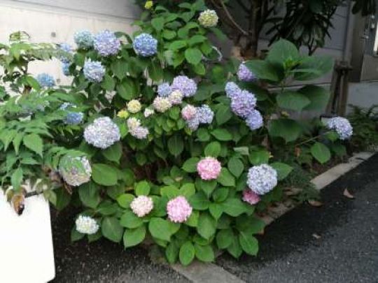 京都堀川音楽高等学校
