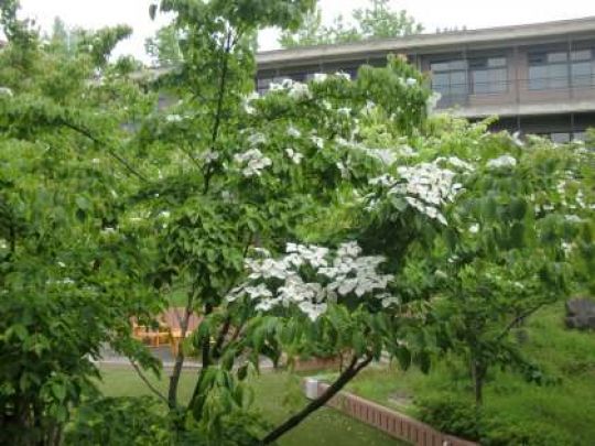 京都工学院高等学校