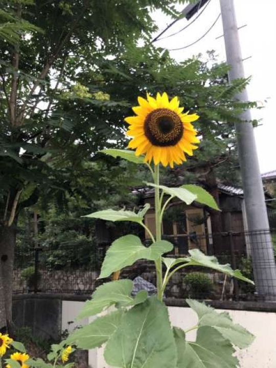 紫野高等学校