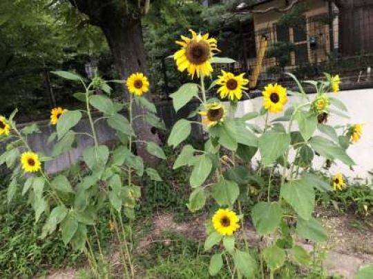 紫野高等学校
