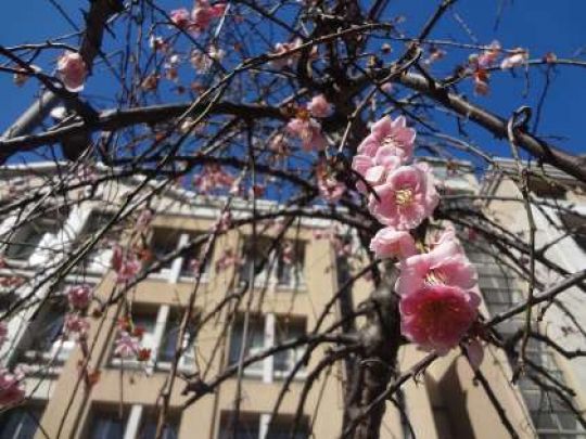 西京高等学校