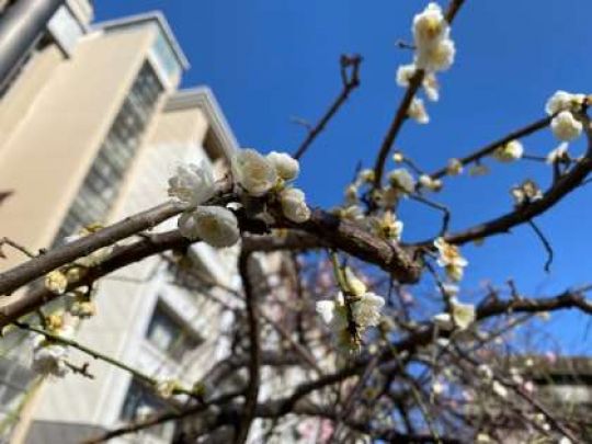 西京高等学校