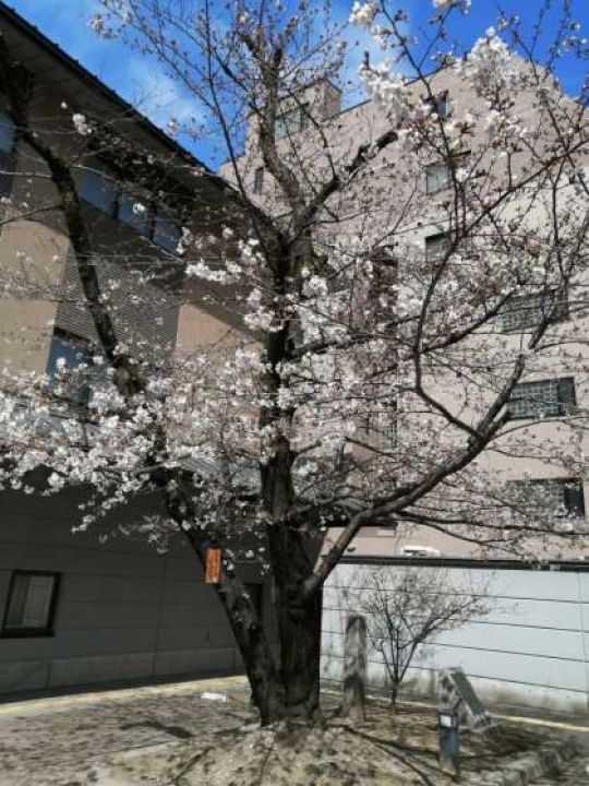 京都堀川音楽高等学校