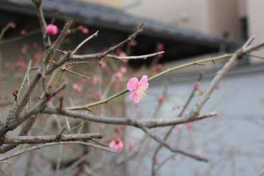京都堀川音楽高等学校