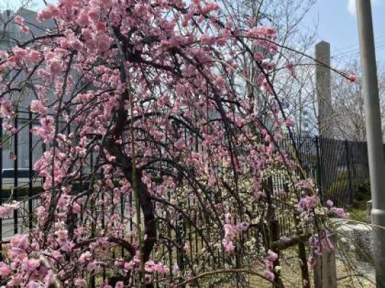 西京高等学校