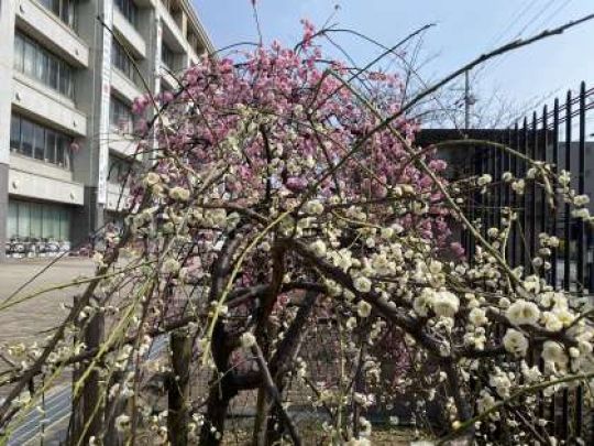 西京高等学校