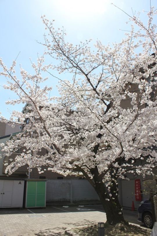 京都堀川音楽高等学校