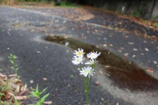 日吉ケ丘高等学校