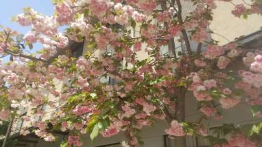 京都堀川音楽高等学校