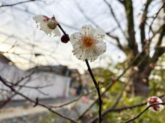 京都市立美術工芸高等学校