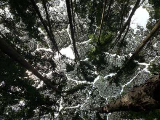 紫野高等学校