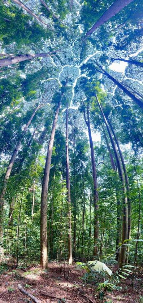 紫野高等学校