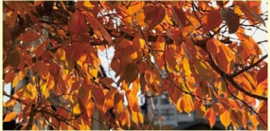 京都堀川音楽高等学校